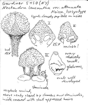 Vorschaubild Nectandra leucantha var. attenuata Meisn.